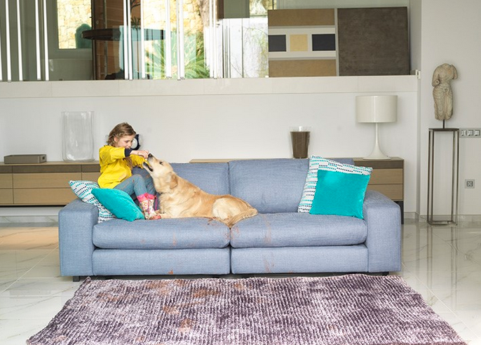 Nice couch + home pet? Yes, it is possible! 